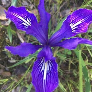 Meet your Posher, Rachelle